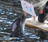 Фото и описание дельфинария